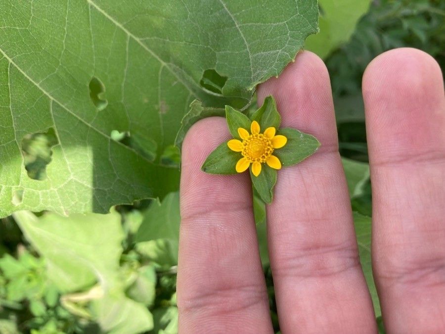 Melampodium perfoliatum flower