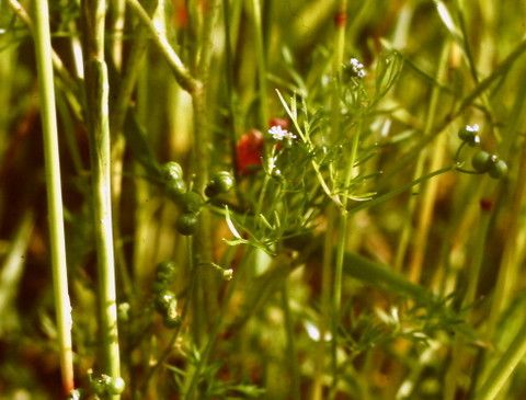 Bifora testiculata fruit