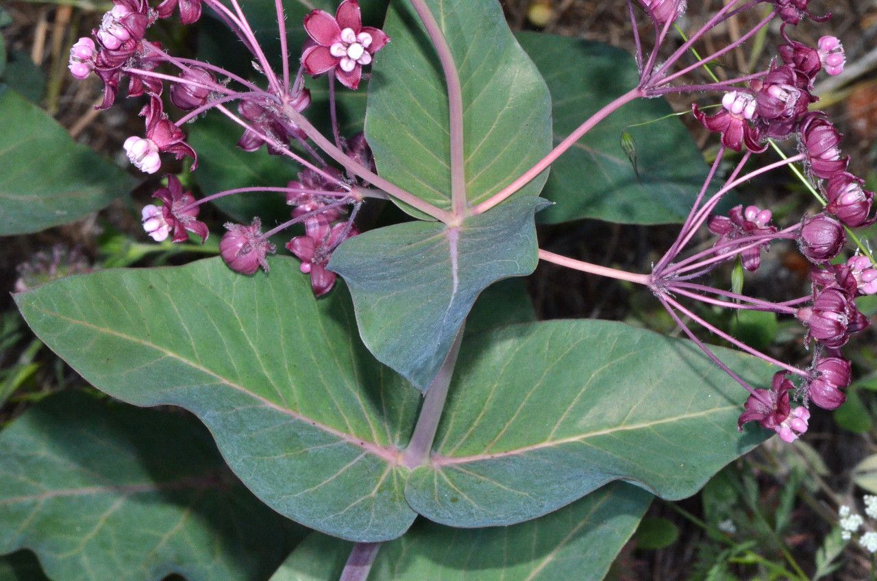 Asclepias cordifolia habit