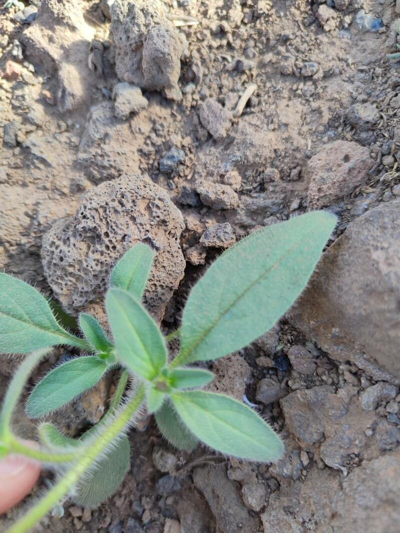 Echium bonnetii leaf