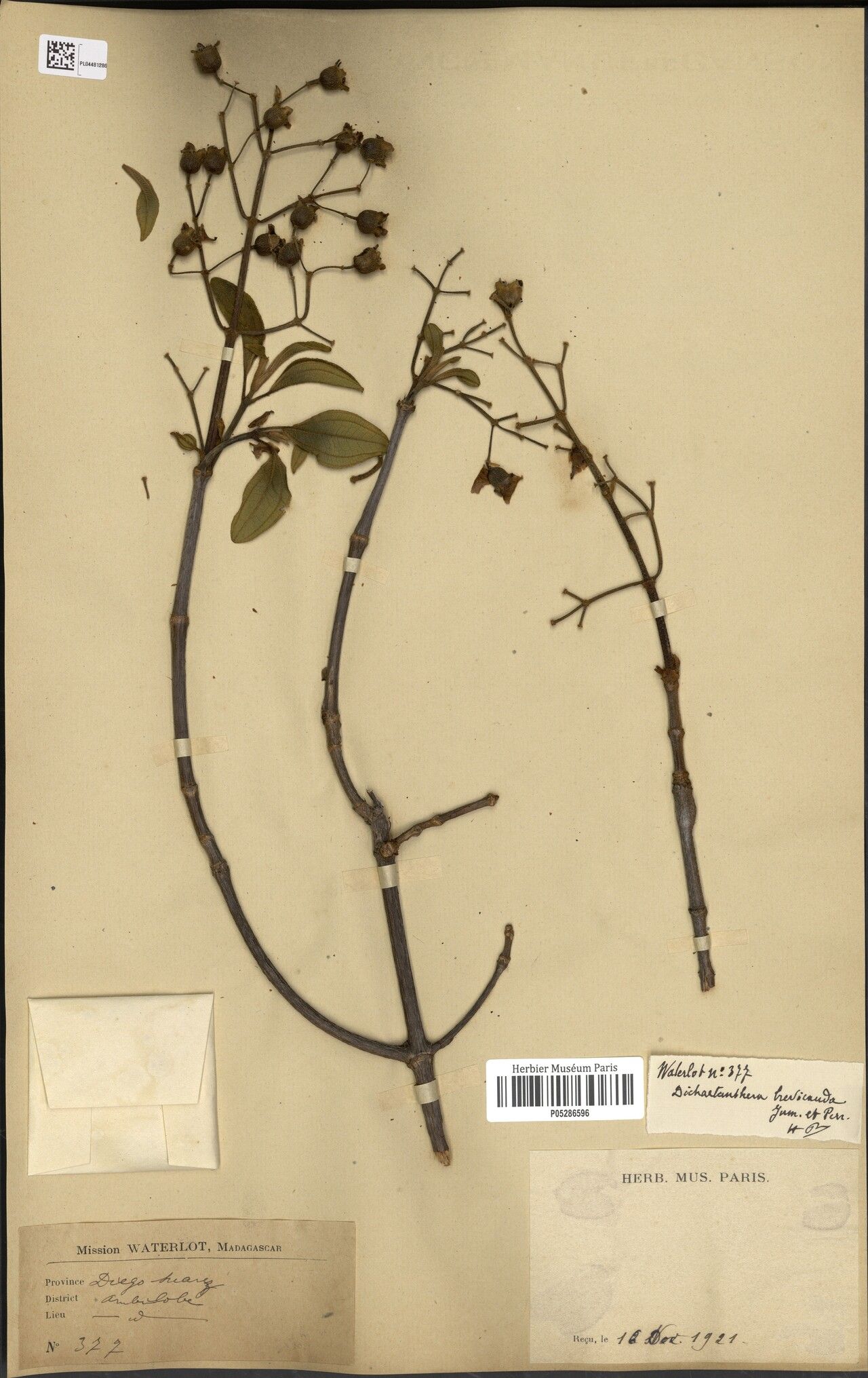 Dichaetanthera brevicauda — houseplant care guide