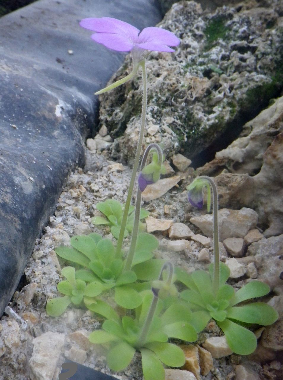 Pinguicula pilosa habit
