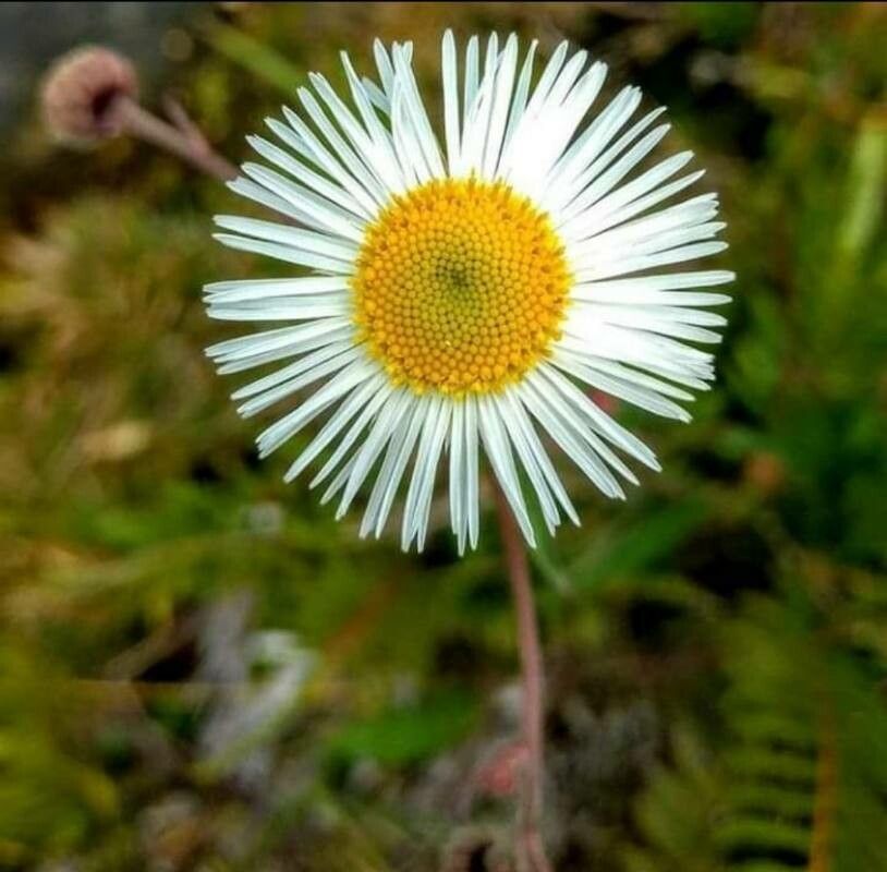 Erigeron coulteri flower
