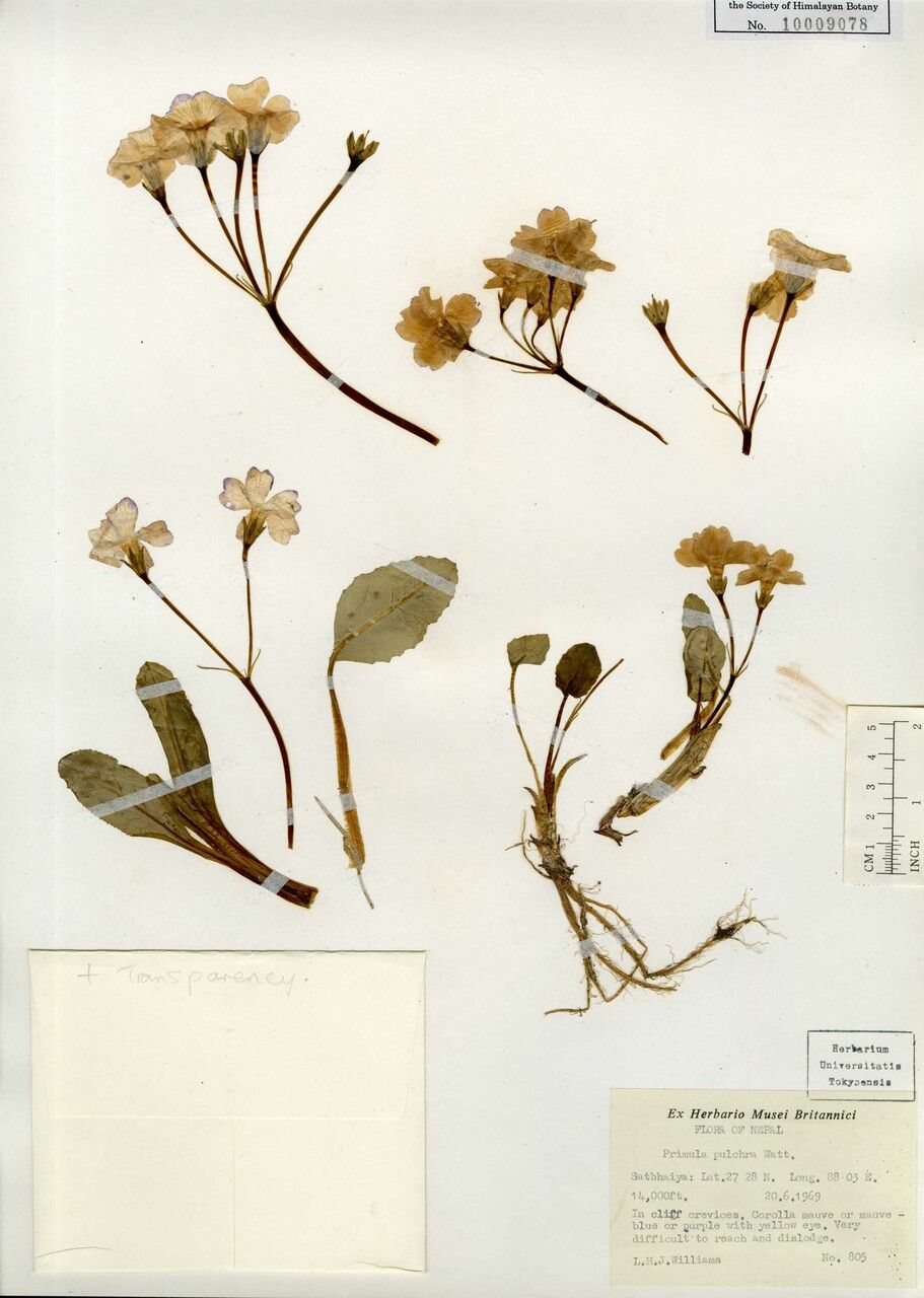 Primula pulchra — houseplant care guide