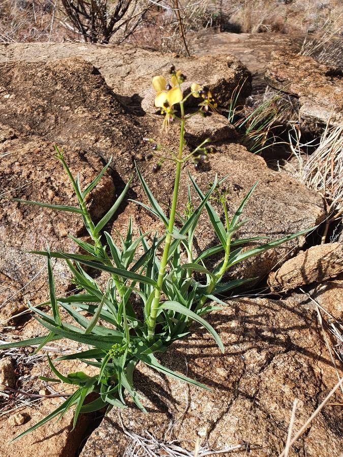 Aneilema johnstonii — houseplant care guide