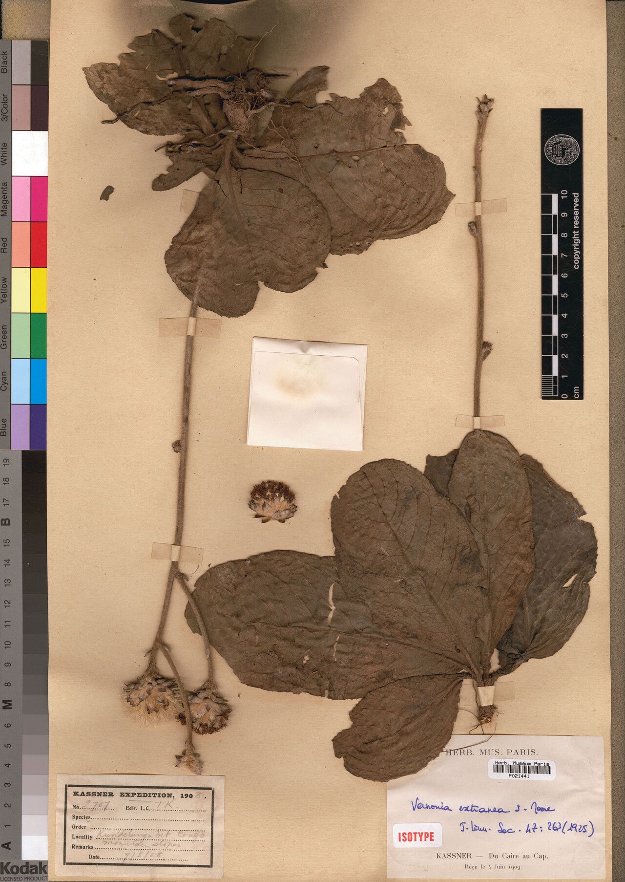 Vernonia extranea — houseplant care guide