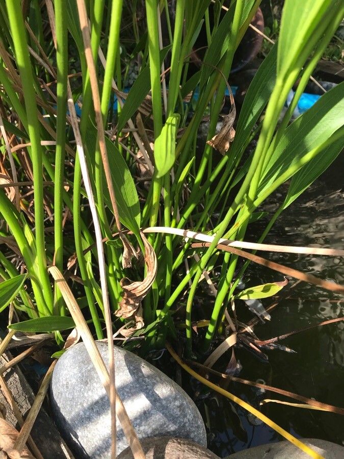 Sagittaria lancifolia habit