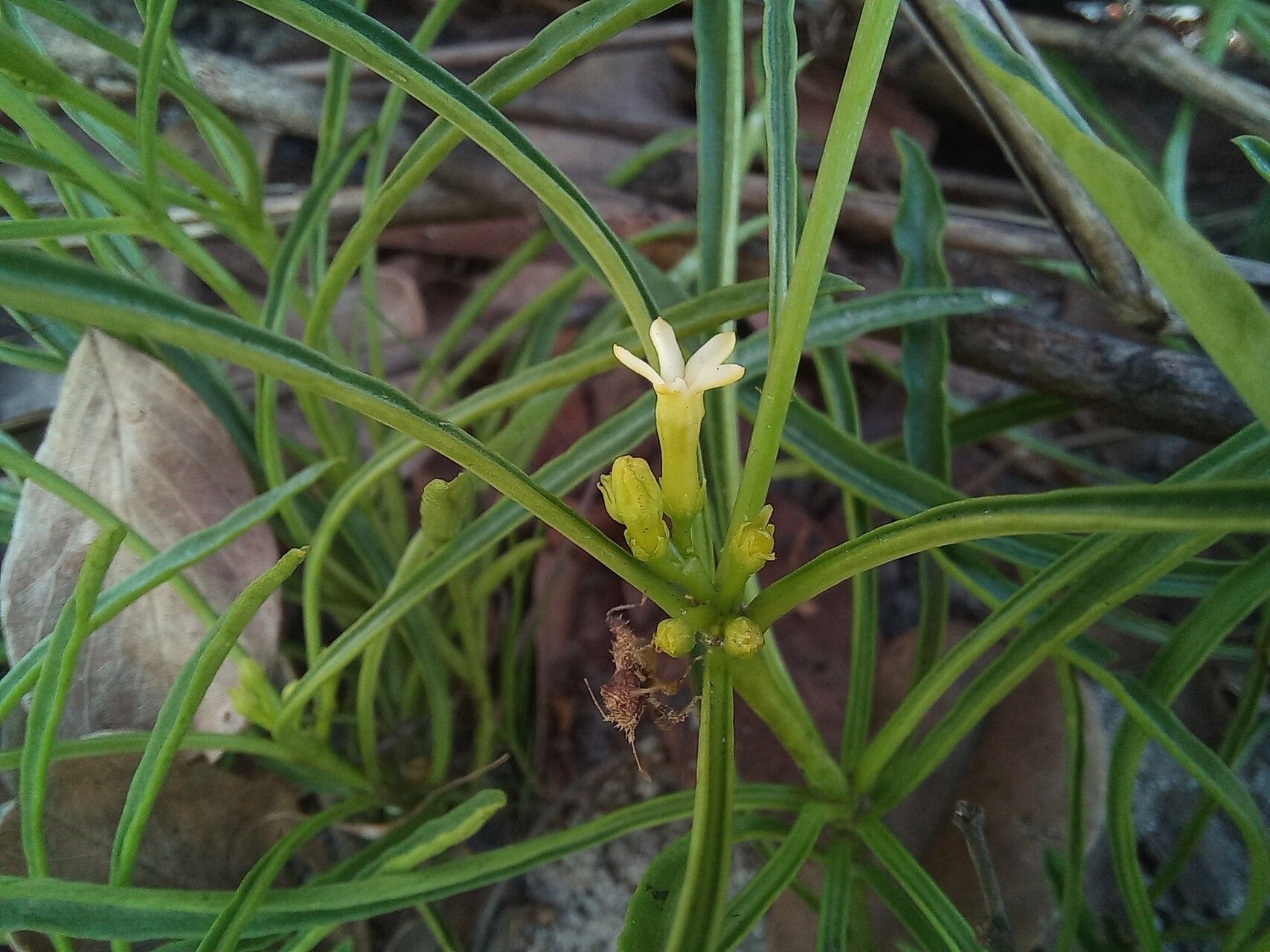 Rauvolfia nana flower