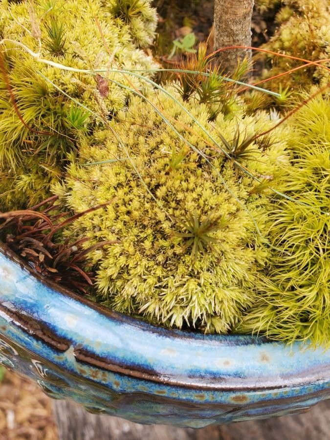 Sanicula arctopoides leaf