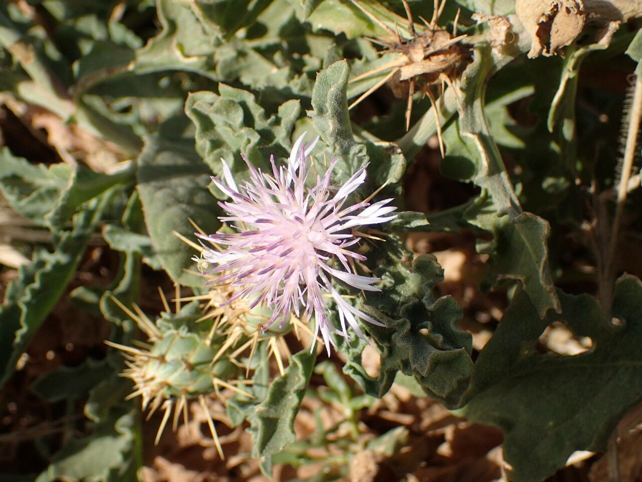 Centaurea senegalensis flower