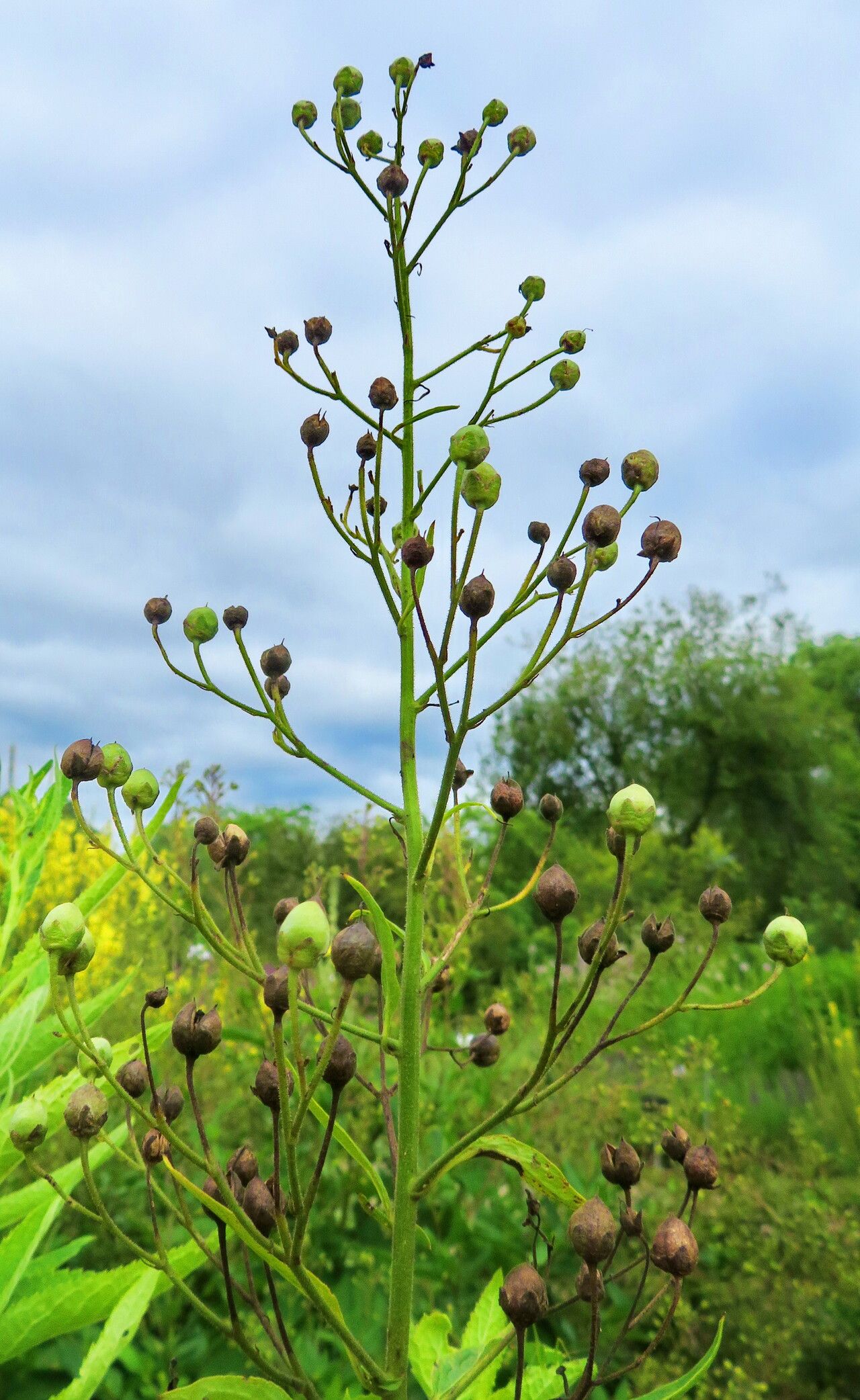 Scrophularia chrysantha habit