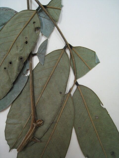 Ormosia stipularis — houseplant care guide