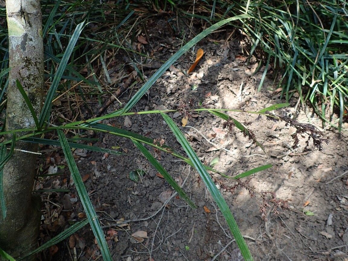 Scleria goossensii — houseplant care guide