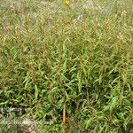 Croton argyranthemus