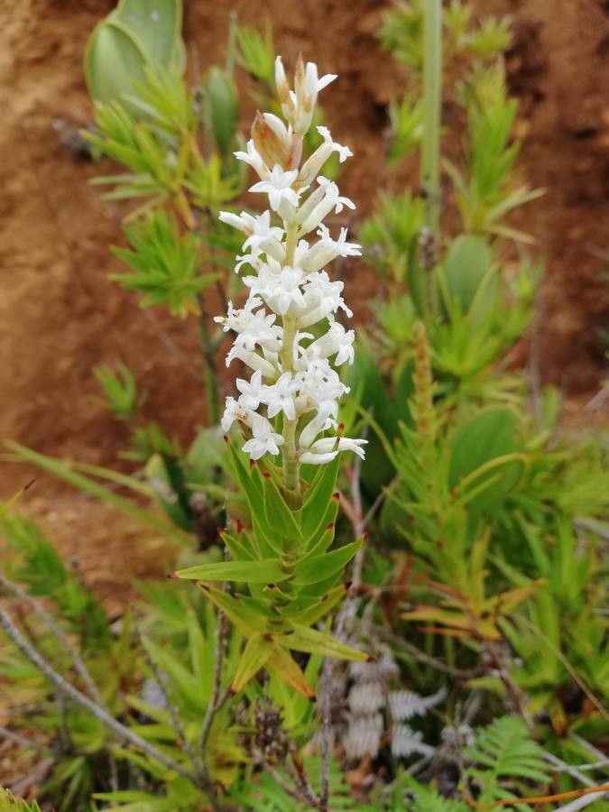 Dracophyllum mackeeanum flower