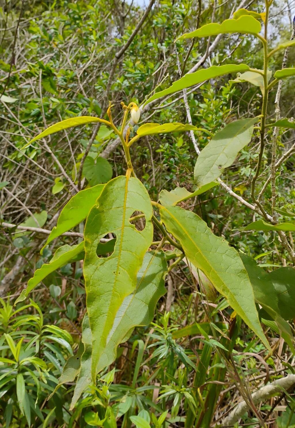 Solanum variabile — houseplant care guide