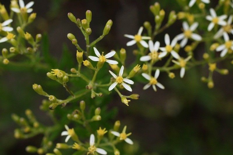 Hubertia ambavilla flower