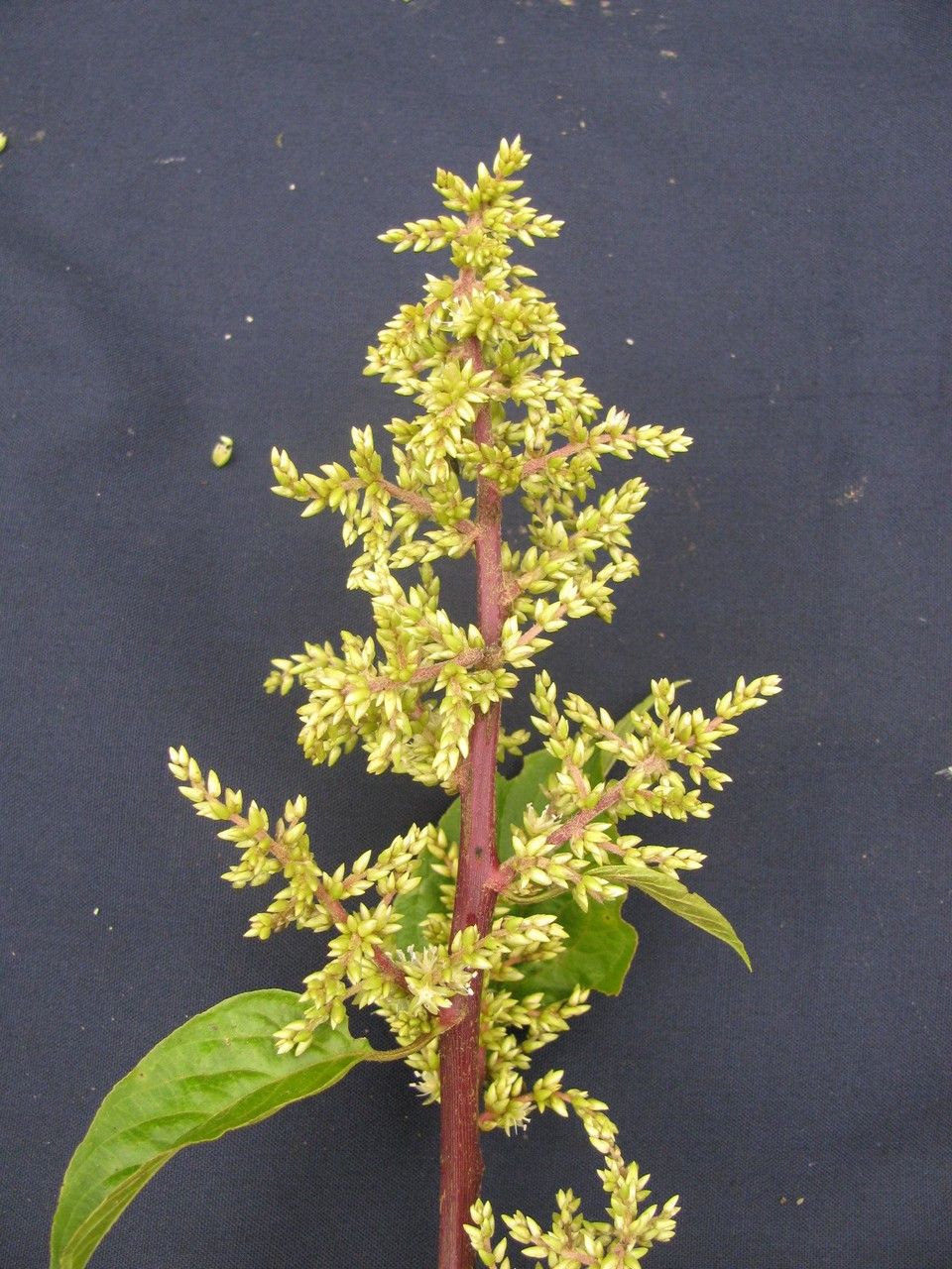 Chamissoa acuminata other