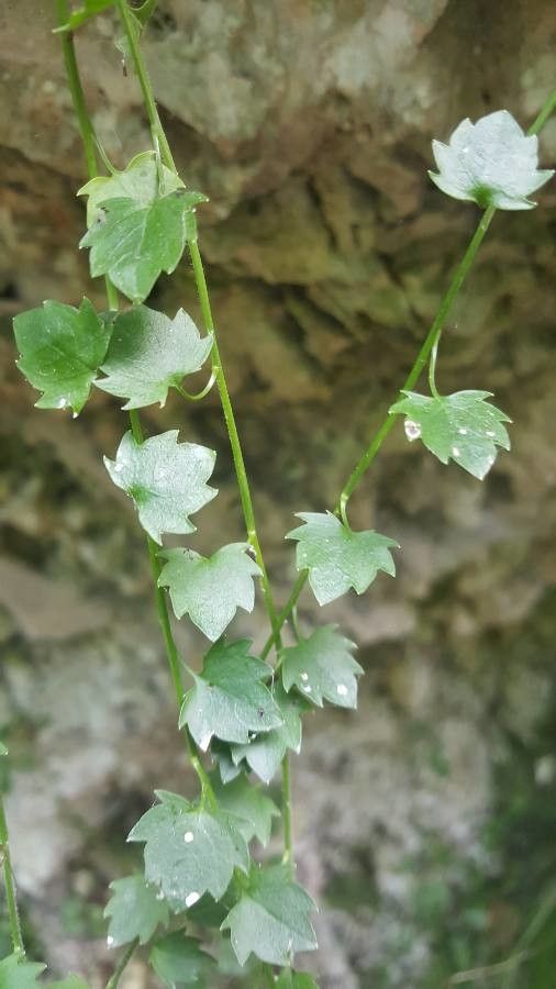 Campanula isophylla leaf