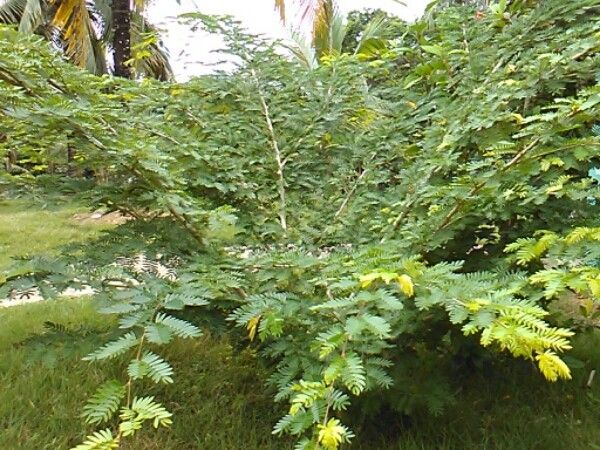 Albizia niopoides habit