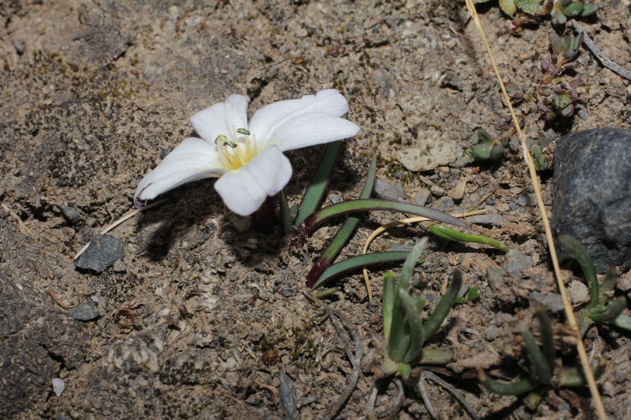Olsynium acaule habit