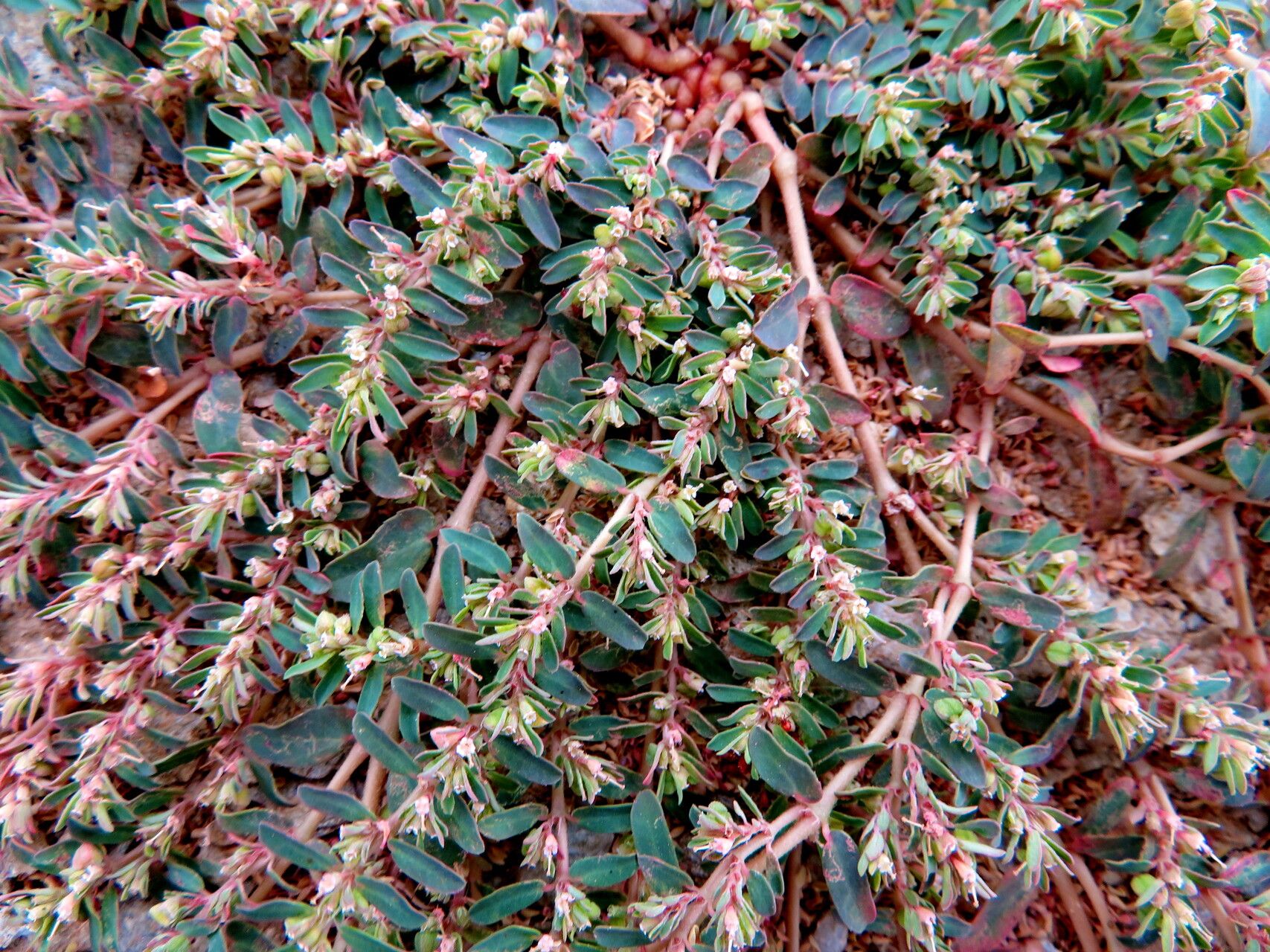 Polygonum cognatum habit