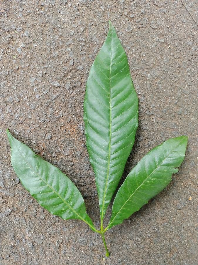 Trichilia claussenii — houseplant care guide