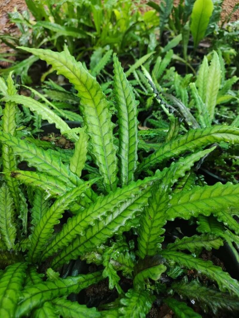 Bolbitis sinuosa — houseplant care guide