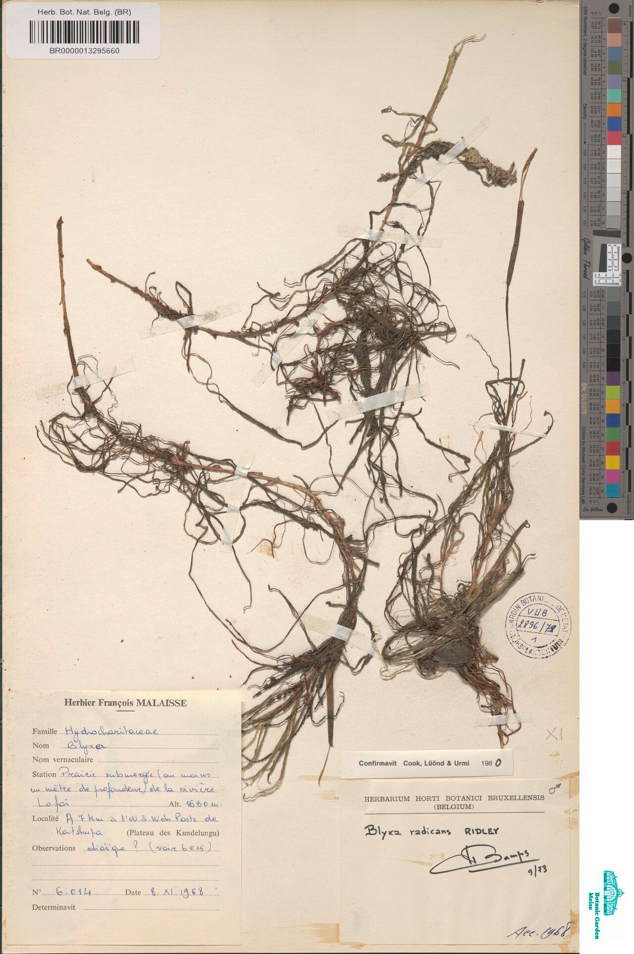 Blyxa radicans — houseplant care guide