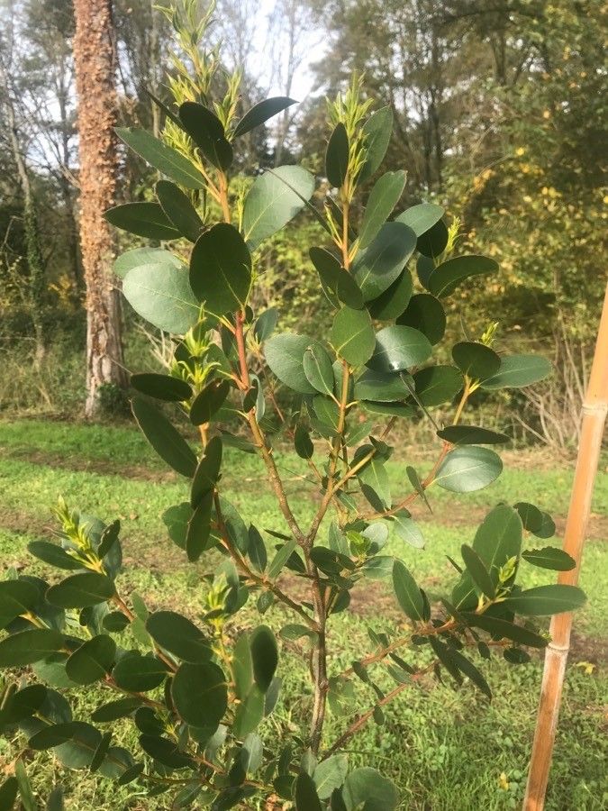 Eucalyptus subcrenulata leaf