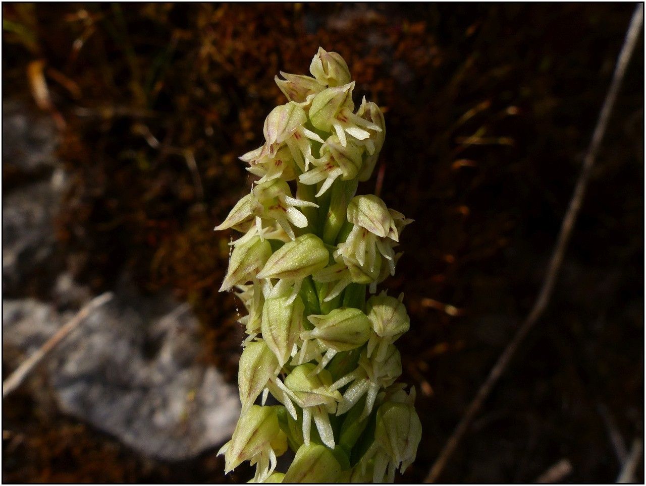 Goodyera macrophylla flower