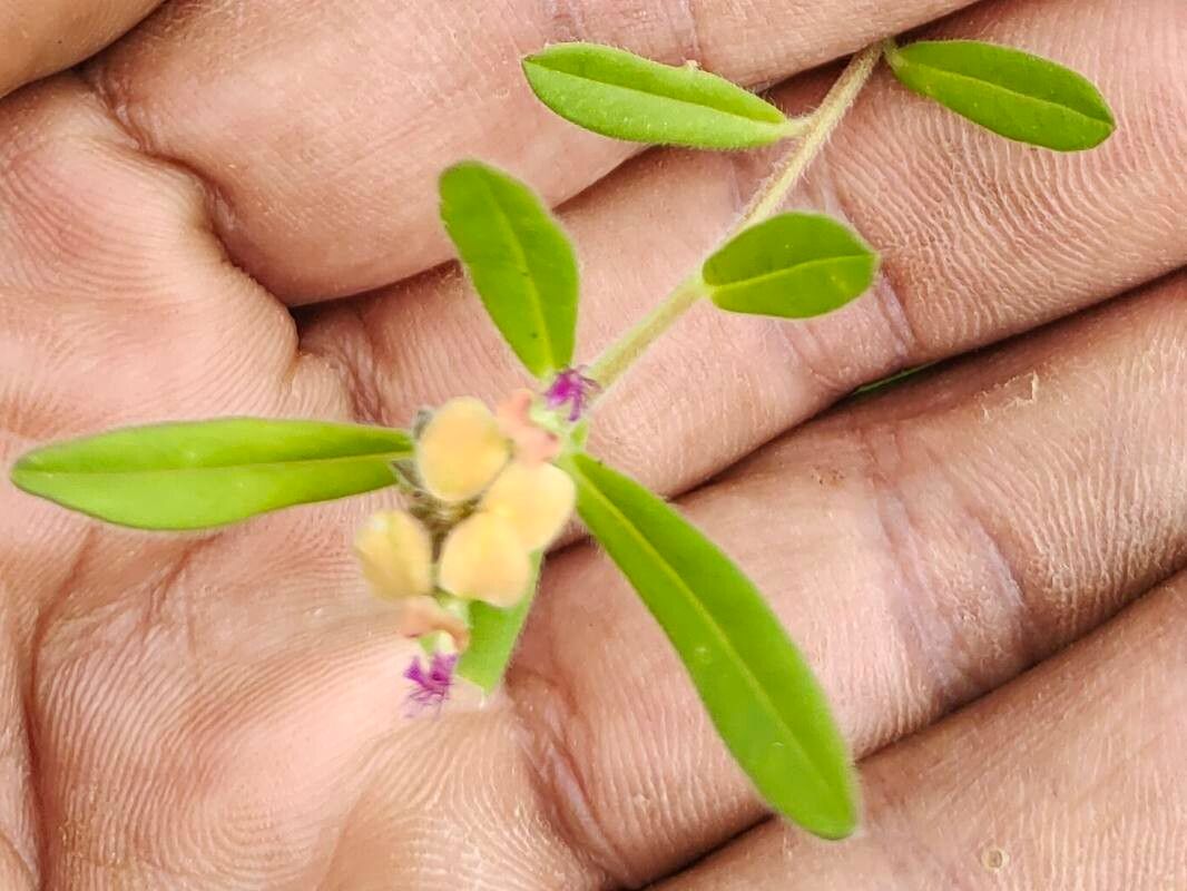 Polygala arenaria — search result for 'Polygala'