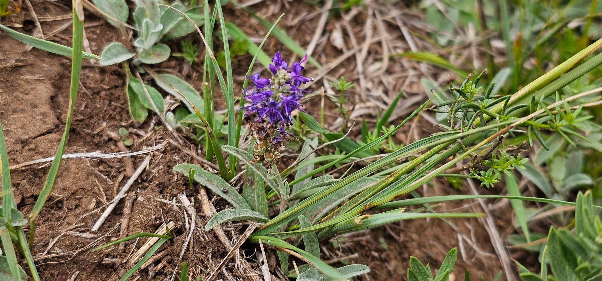 Veronica incana flower