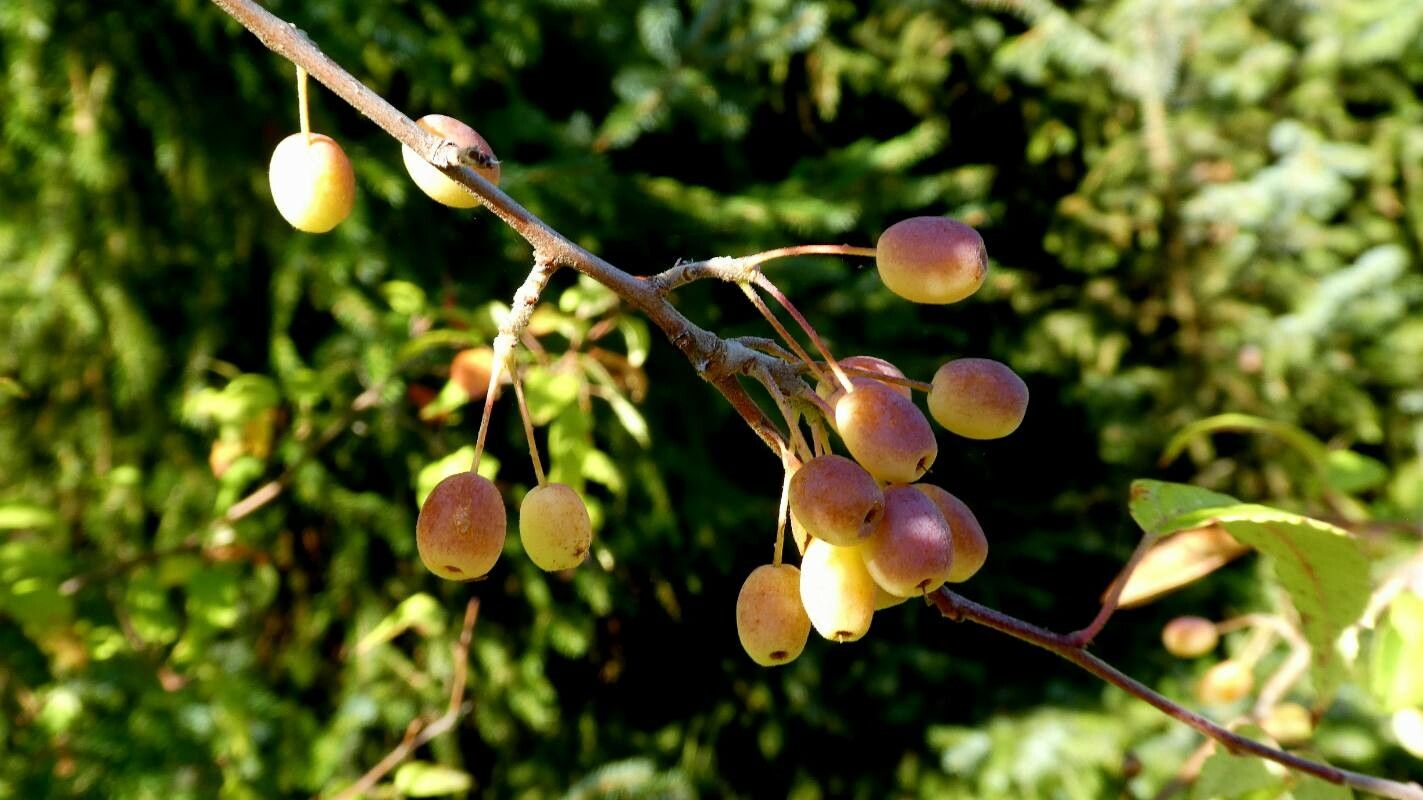 Malus fusca — search result for 'Malus'