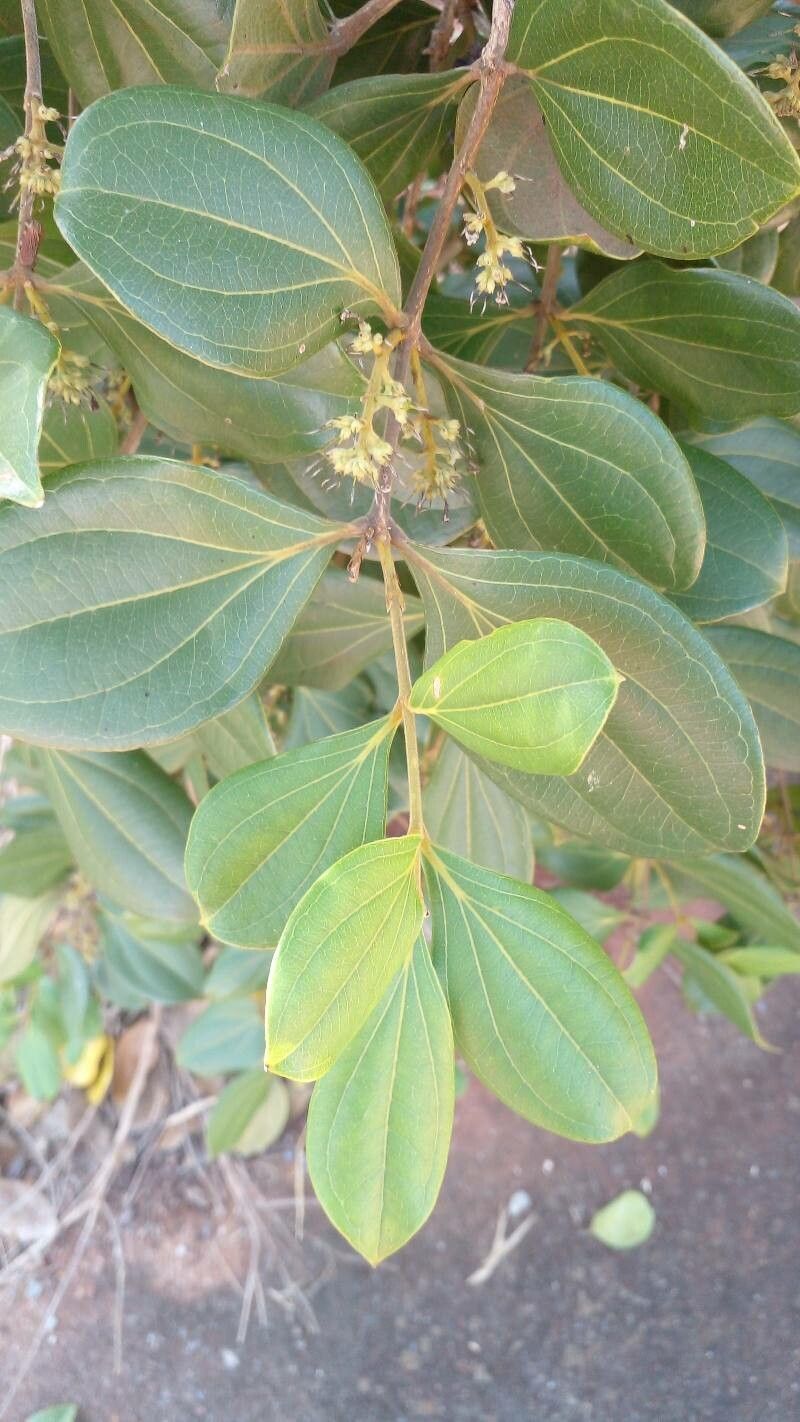 Strychnos pseudoquina — houseplant care guide