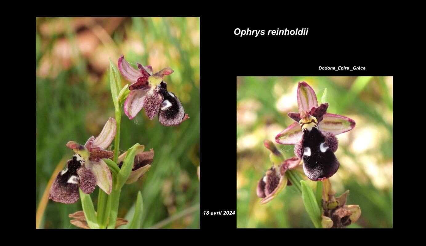 Ophrys reinholdii — search result for 'Ophrys'