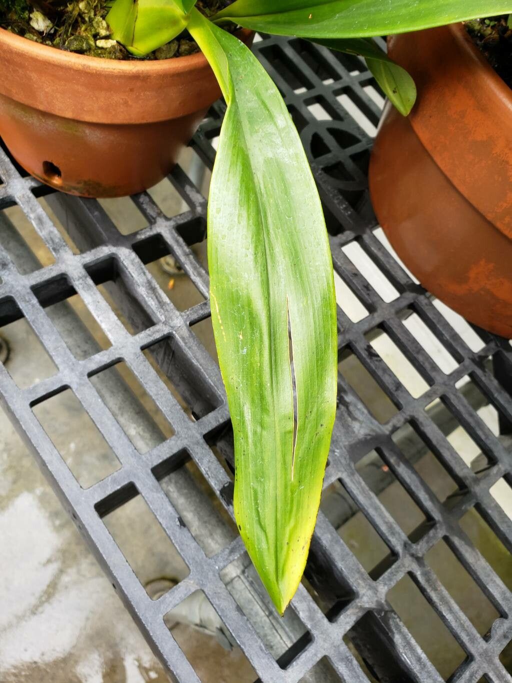 Maxillaria striata — houseplant care guide