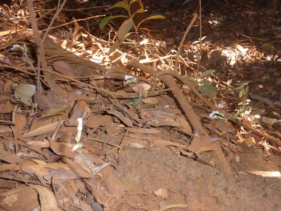 Cheirostylis montana habit