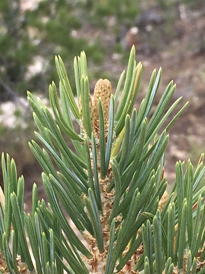 Pinus edulis — search result for 'Pinus'