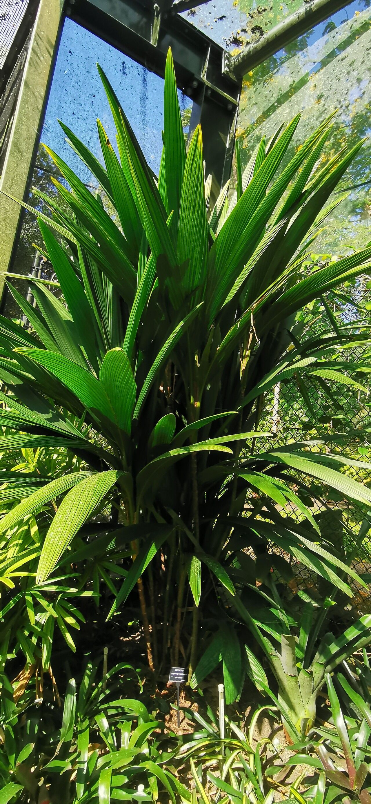 Calyptrocalyx yamutumene habit