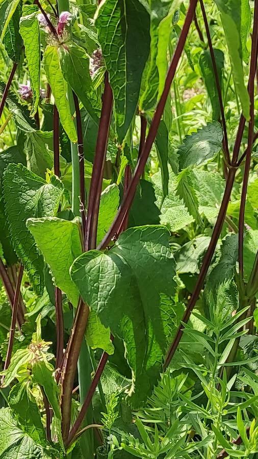 Phlomoides maximowiczii leaf