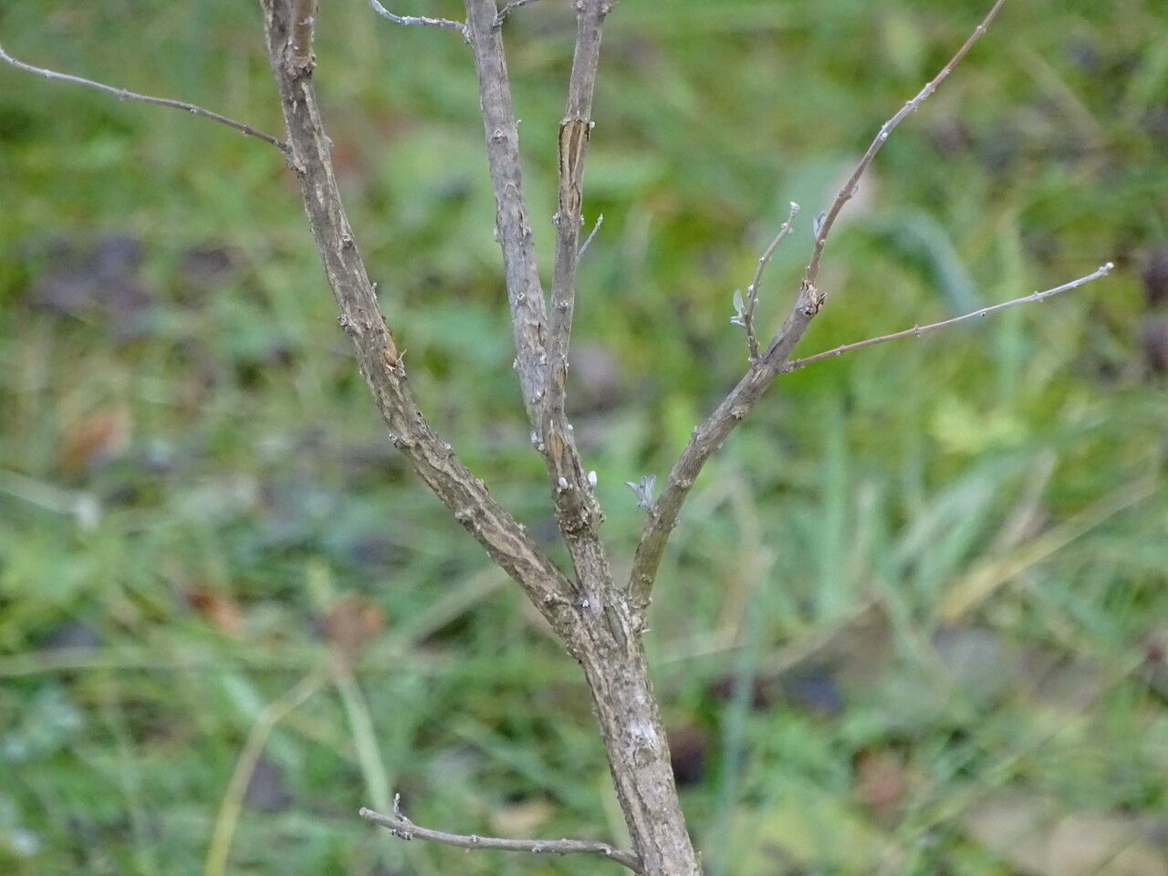 Caryopteris incana bark