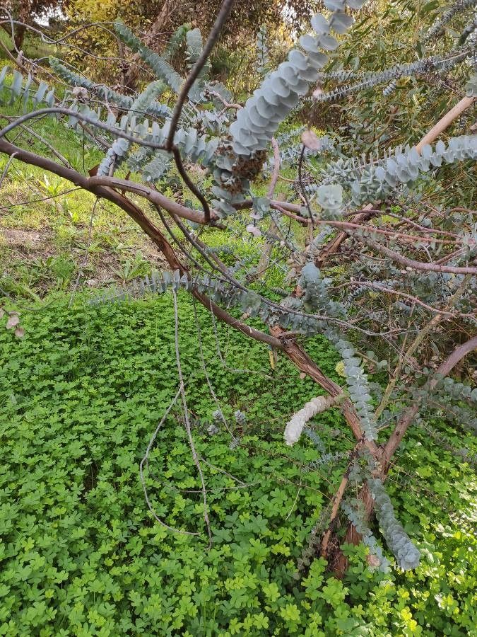 Eucalyptus kruseana habit