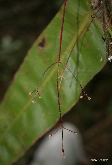 Syzygium ramilepis — houseplant care guide