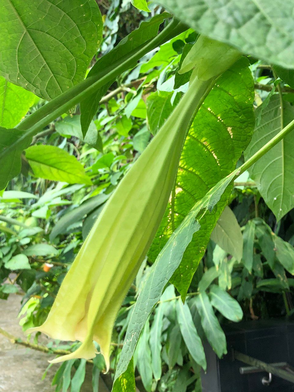 Brugmansia spp. fruit