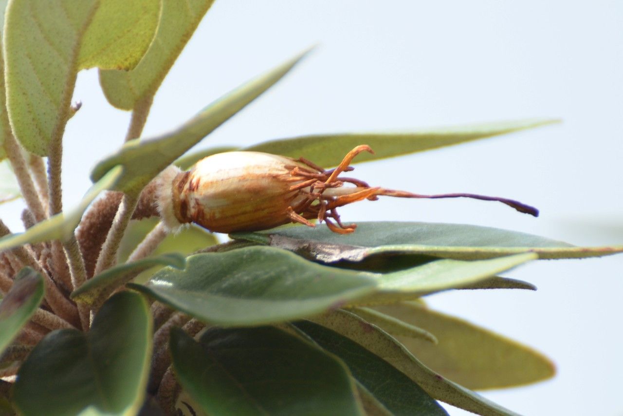 Ruizia boutoniana fruit