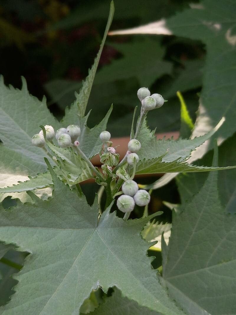 Sida hermaphrodita fruit