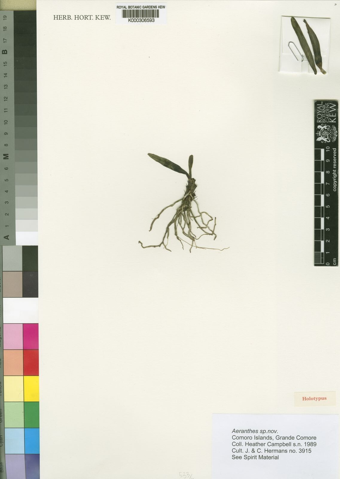 Aeranthes campbelliae — houseplant care guide