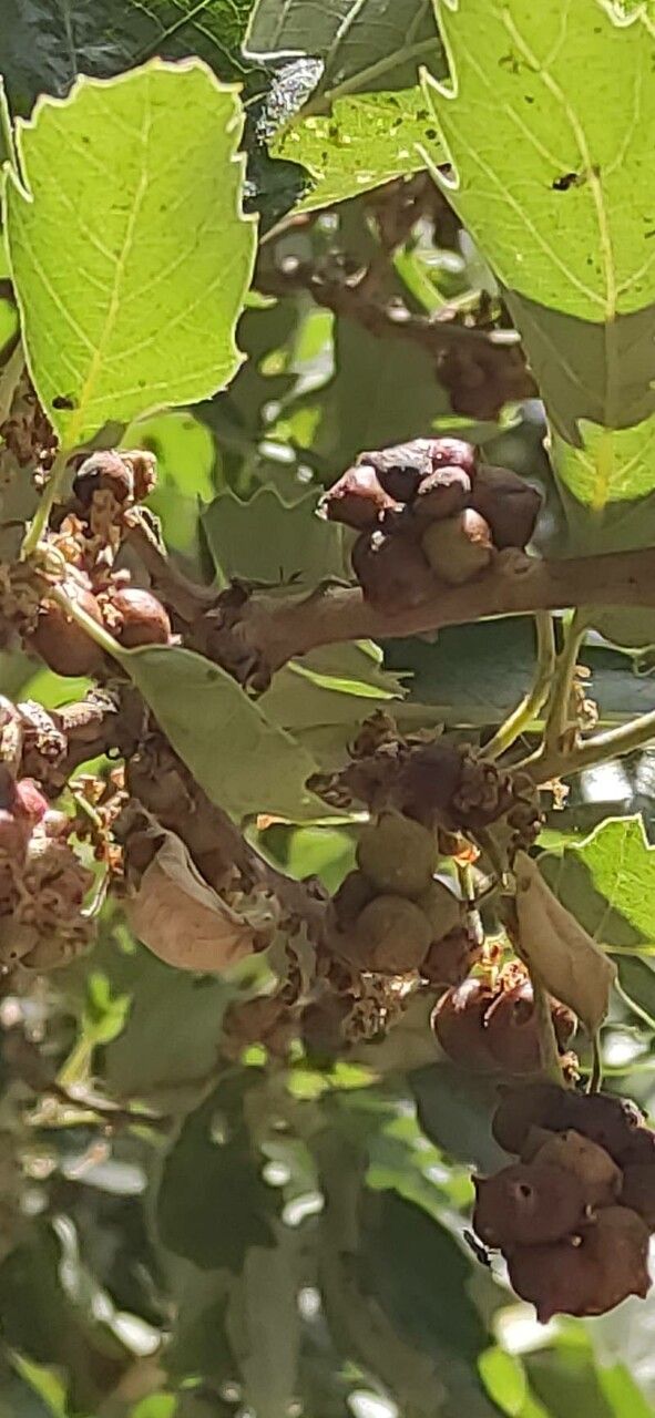 Quercus afares fruit