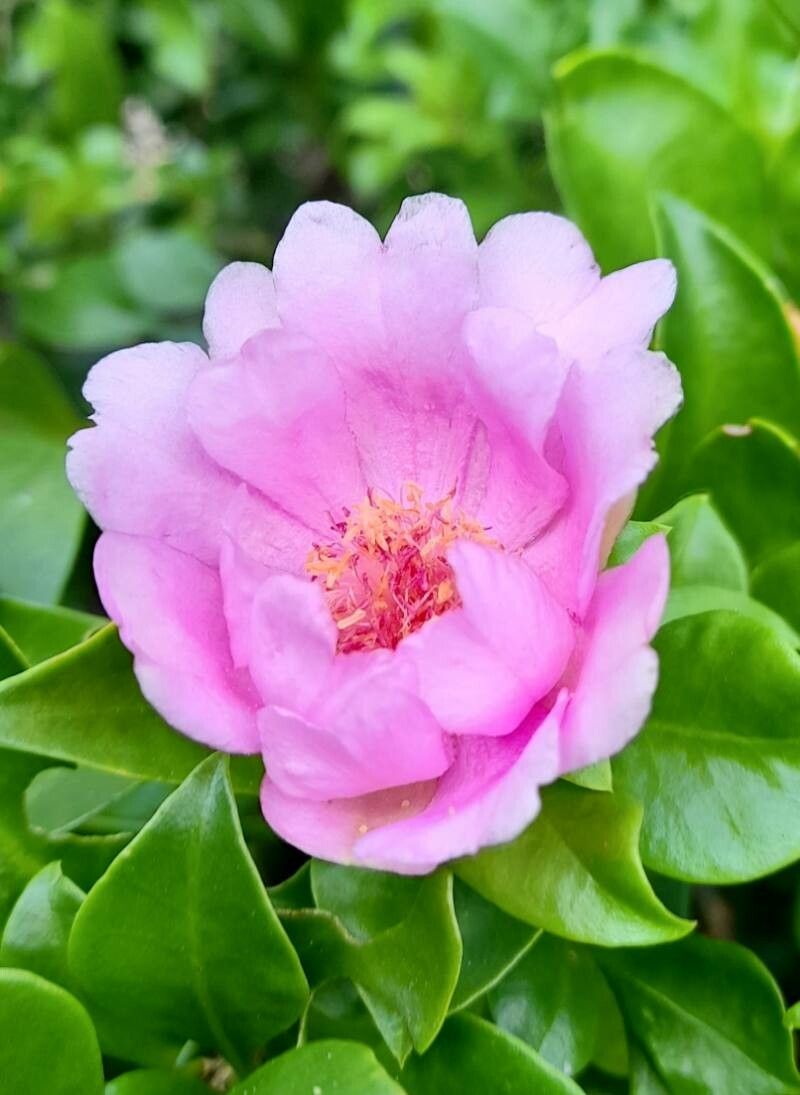 Pereskia quisqueyana flower